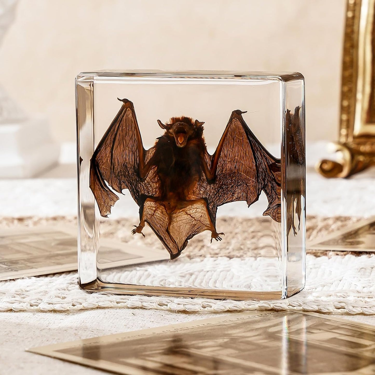 Transparent Resin Bat Taxidermy Decor